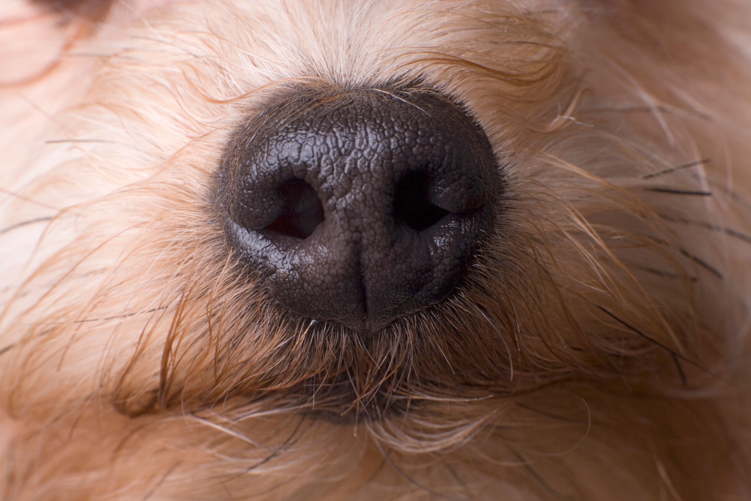 antarmuka-hidung-komputer-bisa-mengubah-anjing-menjadi-detektor-super