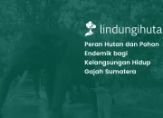 Gajah Sumatera: Konservasi, Habitat di Taman Nasional Way Kambas, dan Upaya Reforestasi