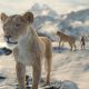 ‘mufasa:-the-lion-king’-tersedia-untuk-streaming-di-rumah:-inilah-tempat-menonton-online