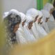 tarawih-perdana-di-masjid-surabaya-sepi,-tunggu-penetapan-kemenag