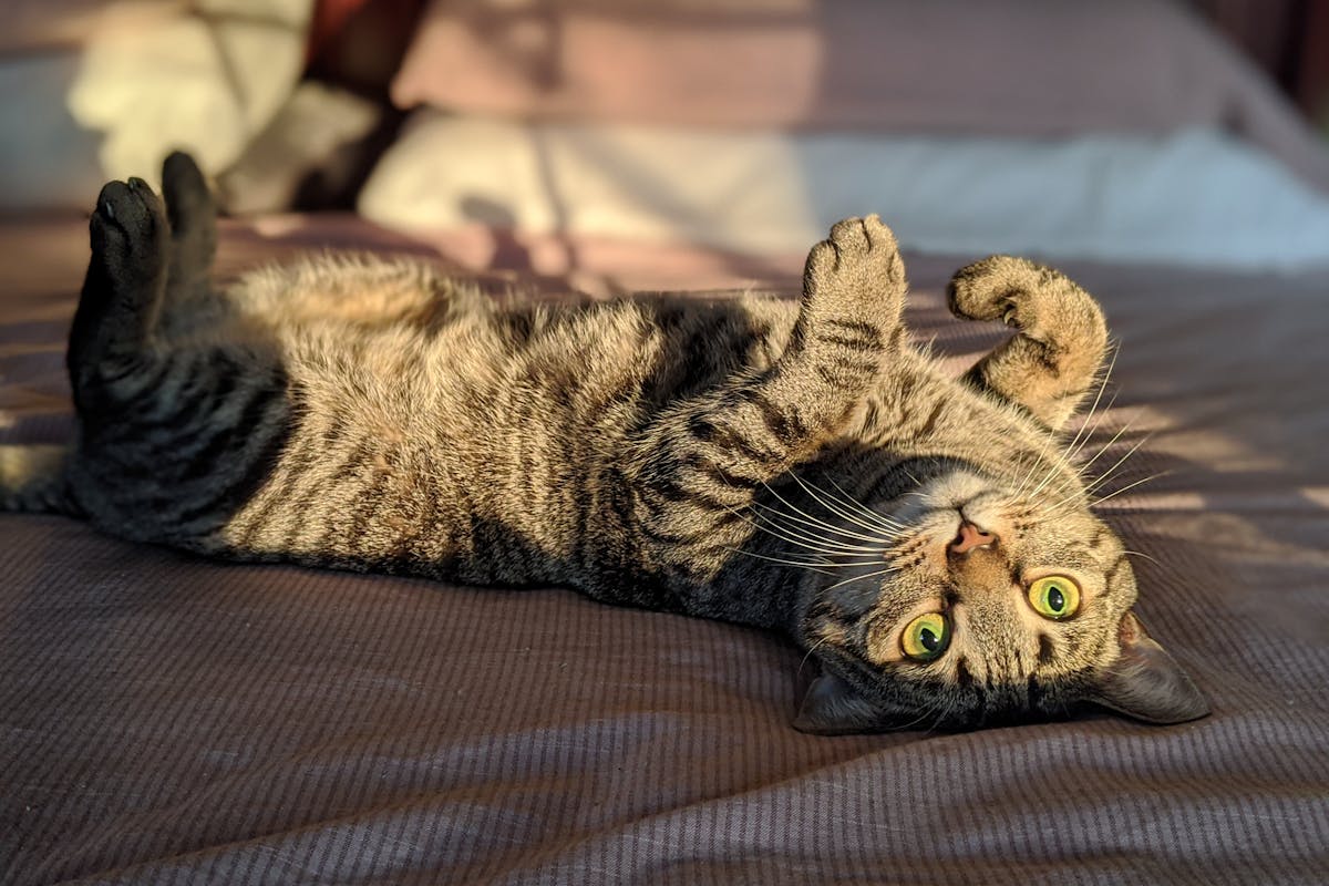 5-rekomendasi-hotel-pet-friendly-malang-yang-seru