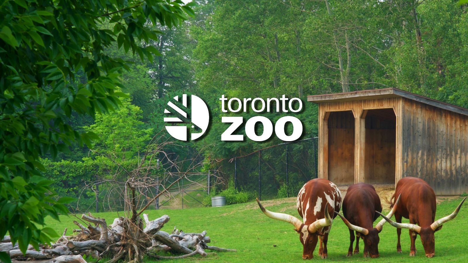 toronto-zoo-membagikan-pembaruan-pada-serangan-ransomware-tahun-lalu