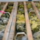 uranium-berada-di-garis-bidik-pertempuran-tarif-as-kanada