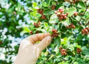 10 Negara Penghasil Kopi Terbesar di Dunia, Mana Favoritmu?
