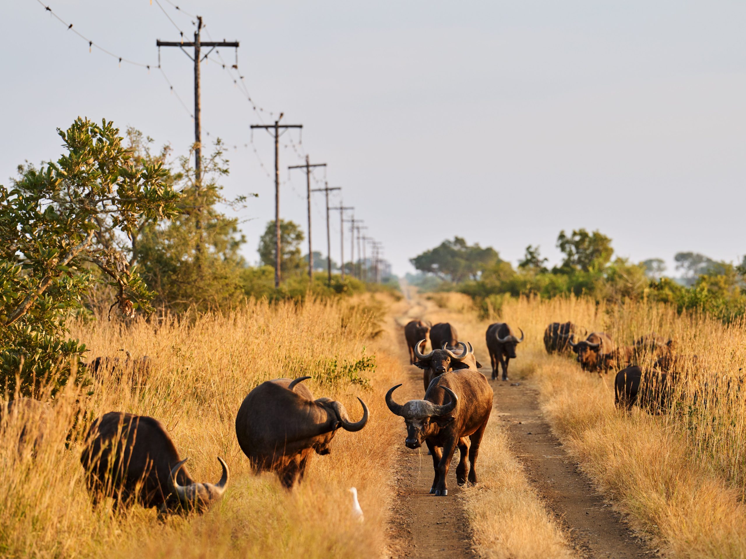 saya-menghabiskan-satu-minggu-di-safari-di-afrika-selatan-situasi-kamar-mandi-tidak-seburuk-itu,-dan-kami-sangat-dekat-dengan-hewan.