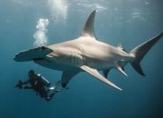 Pencarian seorang fotografer untuk mendefinisikan kembali hiu