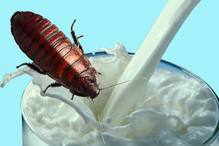 ilmuwan-india-sebut-susu-kecoak-lebih-bergizi-dari-susu-sapi