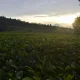yuk,-liburan-ke-6-tempat-wisata-kebun-teh-puncak-bogor-berikut-ini!