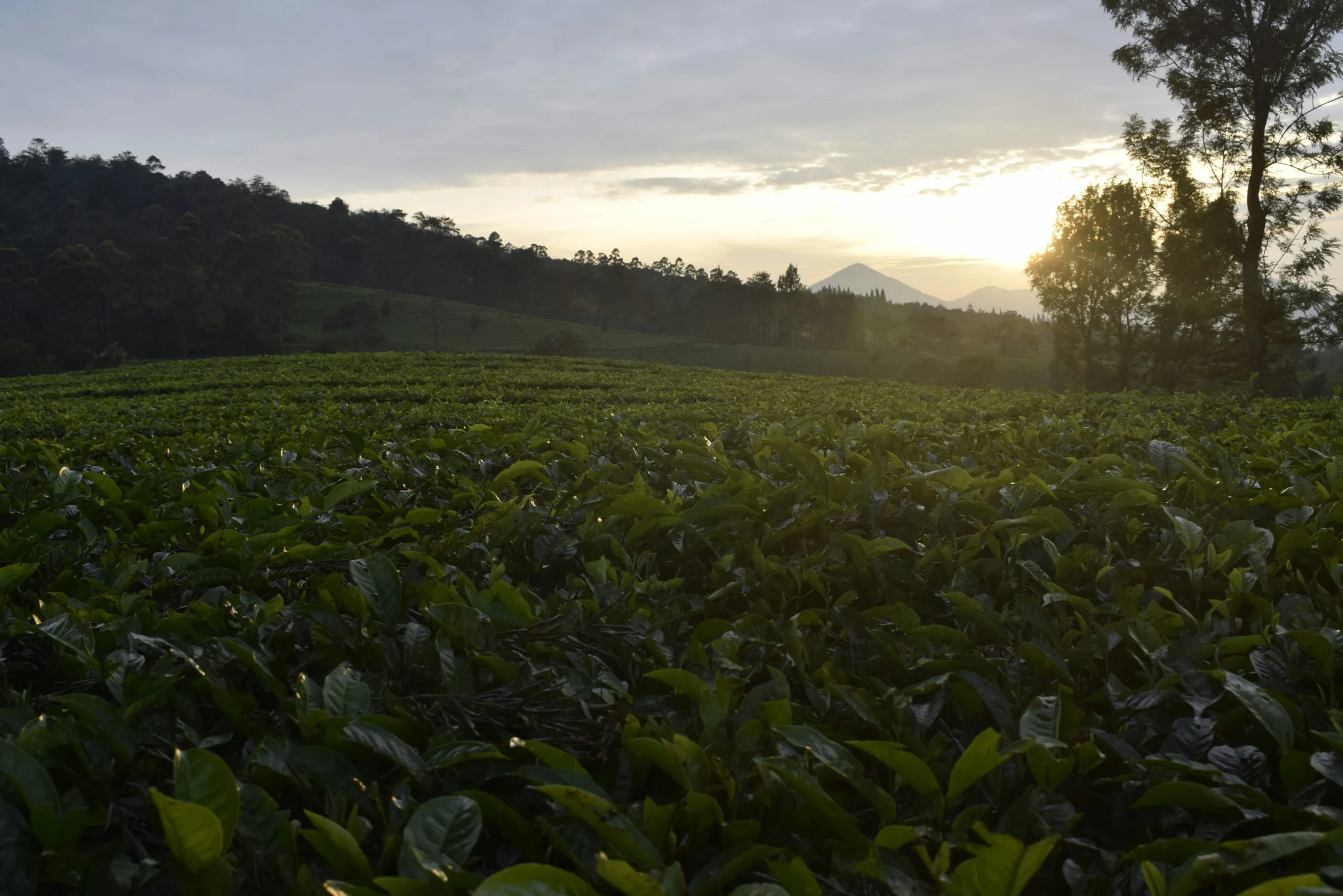 yuk,-liburan-ke-6-tempat-wisata-kebun-teh-puncak-bogor-berikut-ini!