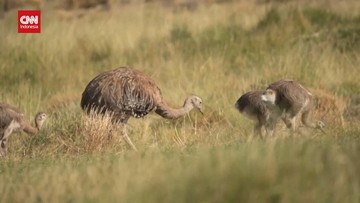 video:-pertama-di-amerika-latin,-15-rhea-langka-dipindahkan-ke-chile