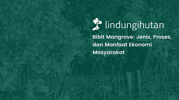bibit-mangrove:-jenis,-proses,-dan-manfaat-ekonomi-masyarakat