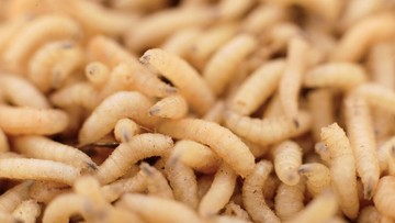 mengenal-myiasis,-infeksi-hewan-yang-serang-nenek-di-meksiko