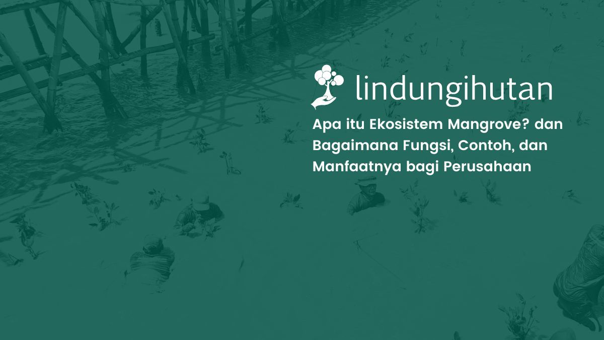 ekosistem-mangrove:-fungsi,-contoh,-dan-manfaat-untuk-perusahaan