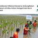 alfamart-tanam-20-ribu-mangrove-untuk-hari-bumi-2025
