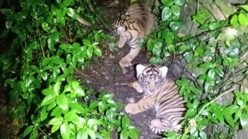 kemenhut-umumkan-kelahiran-dua-bayi-harimau-sumatra-nunuk-dan-ninik