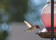 Kolibri berevolusi untuk beradaptasi dengan kehidupan dengan manusia