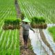 penelitian:-hanya-guyana-negara-yang-mampu-swasembada-pangan