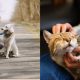 the-right-pet-for-your-pace:-how-to-choose-the-best-animal-for-your-lifestyle