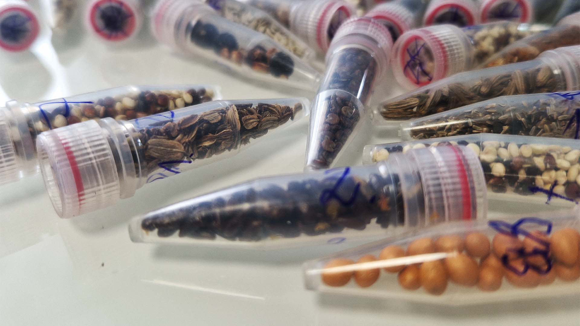 para-ilmuwan-mengirim-benih-ganja-ke-luar-angkasa