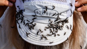 foto:-jutaan-serangga-lovebugs-serbu-korsel
