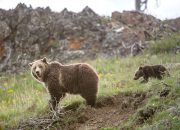 Apakah sudah waktunya untuk berhenti melindungi beruang grizzly?