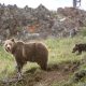 apakah-sudah-waktunya-untuk-berhenti-melindungi-beruang-grizzly?