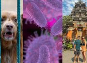 Rabies di Bali Naik, Ini Pertolongan Pertama untuk Rabies yang Wajib Kamu Tahu!
