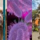 rabies-di-bali-naik,-ini-pertolongan-pertama-untuk-rabies-yang-wajib-kamu-tahu!