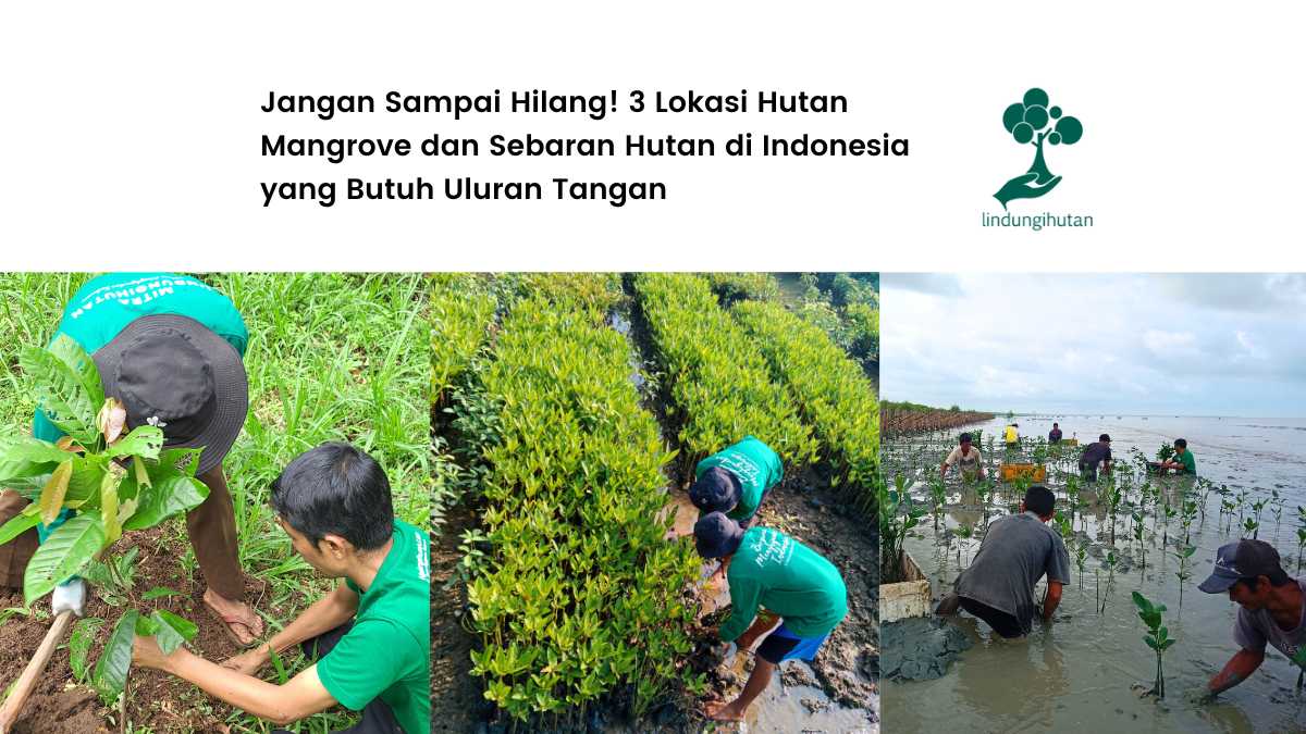 3-lokasi-hutan-di-indonesia-yang-butuh-perhatian-serius