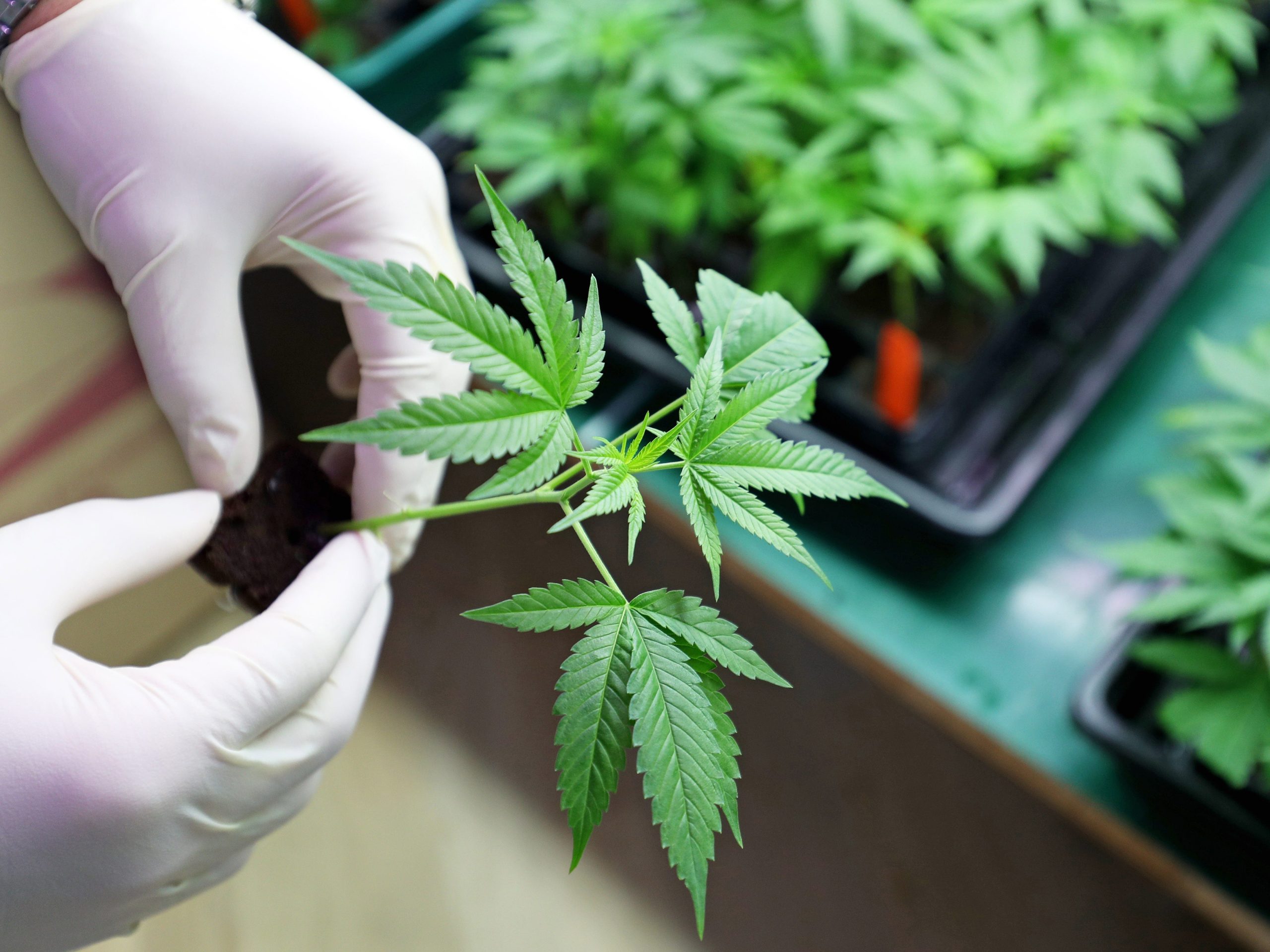 pengalaman-yang-buruk-dengan-yang-bisa-dimakan?-anda-mungkin-menjadi-bagian-dari-tantangan-yang-dihadapi-industri-minuman-ganja