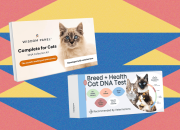 Saya mencoba kit uji DNA PET terbaik di dua kucing saya (2025)