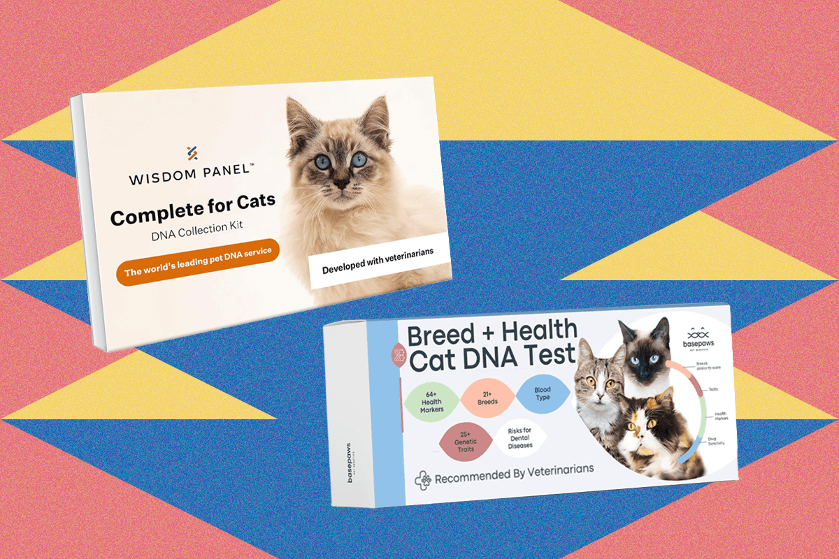 saya-mencoba-kit-uji-dna-pet-terbaik-di-dua-kucing-saya-(2025)