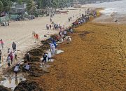 Rencana untuk mengubah kekenyangan Sargassum Karibia menjadi biofuel