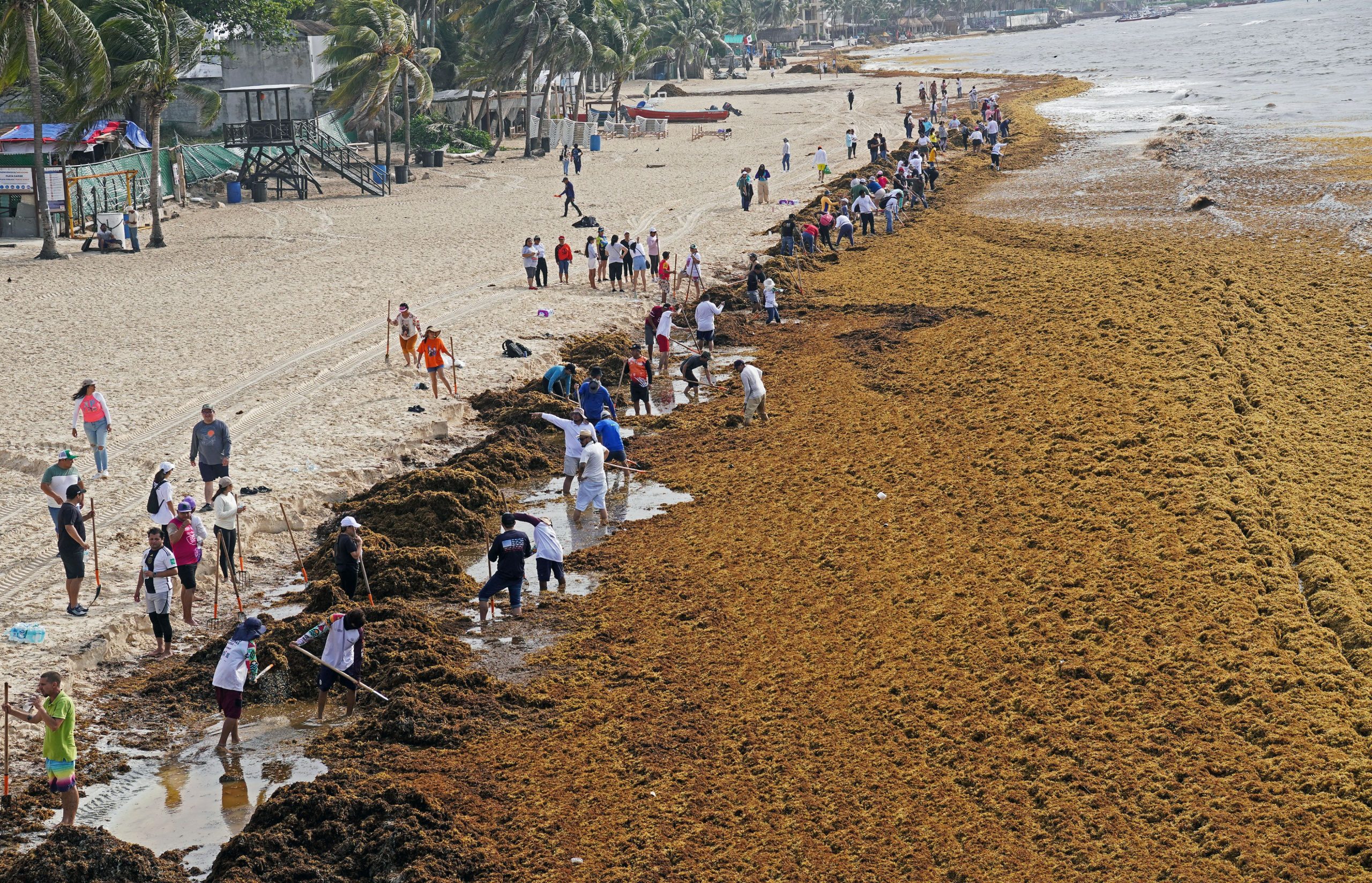 rencana-untuk-mengubah-kekenyangan-sargassum-karibia-menjadi-biofuel