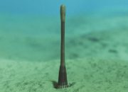 Cacing penis kuno dengan cincin gigi tajam telah ditemukan di Grand Canyon