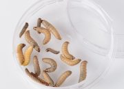 Cacing lapar dapat membantu memecahkan polusi plastik