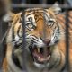 petani-di-lampung-barat-diterkam-harimau,-luka-serius-di-kepala