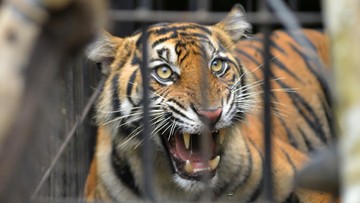 petani-di-lampung-barat-diterkam-harimau,-luka-serius-di-kepala