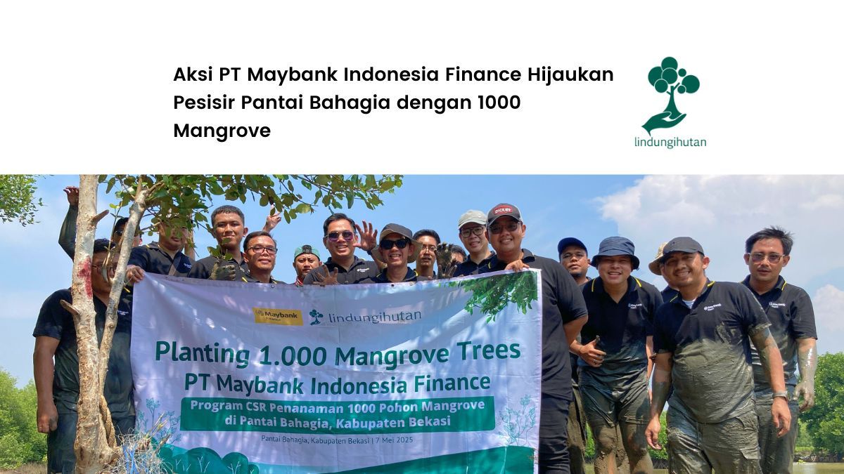maybank-indonesia-finance-tanam-1000-mangrove-di-pantai-bahagia