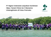 1000 Mangrove PT Pigeon Indonesia di Pulau Pramuka