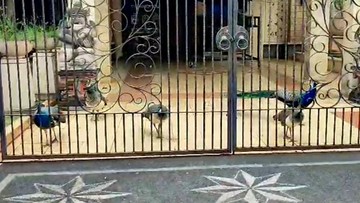 viral-merak-berkeliaran-di-duren-sawit-jaktim,-ternyata-punya-bamsoet
