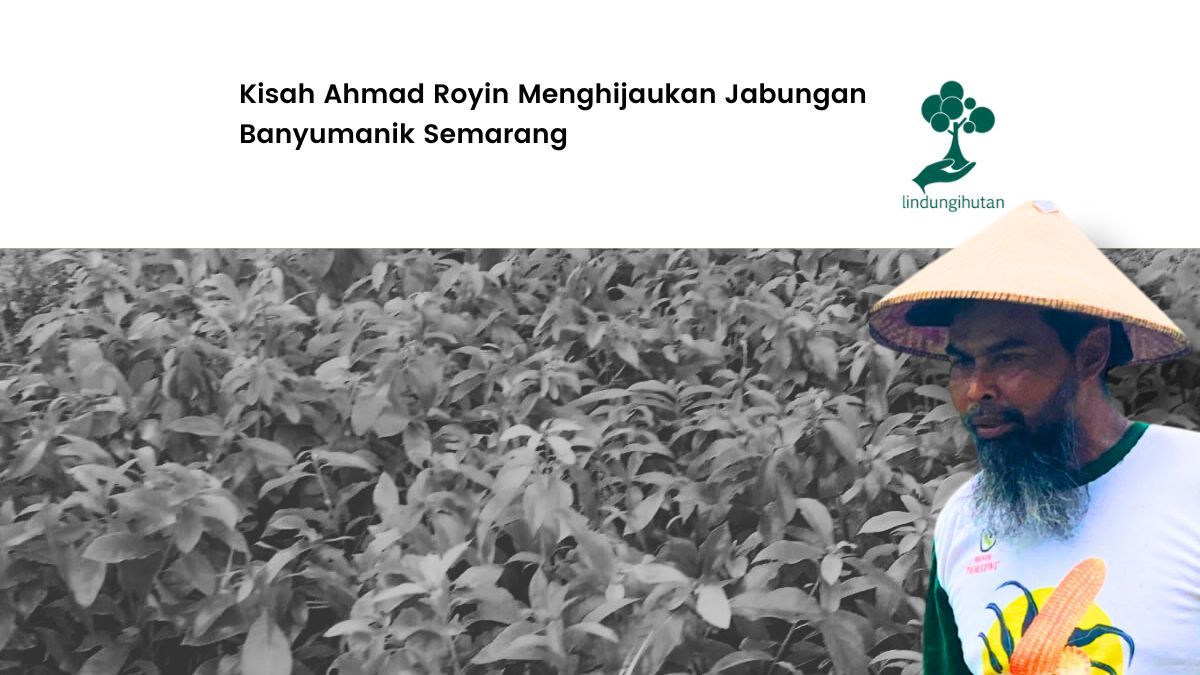 ahmad-royin-hijaukan-32-hektare-di-jabungan,-banyumanik