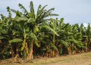 14 Mitos Pohon Berhantu yang Bikin Merinding