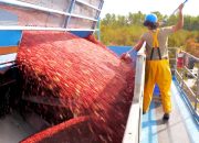 Bagaimana orang Amerika menghabiskan $2 miliar untuk makanan saat Thanksgiving