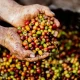 8-oleh-oleh-khas-banyuwangi-paling-iconic-untuk-dibawa-pulang