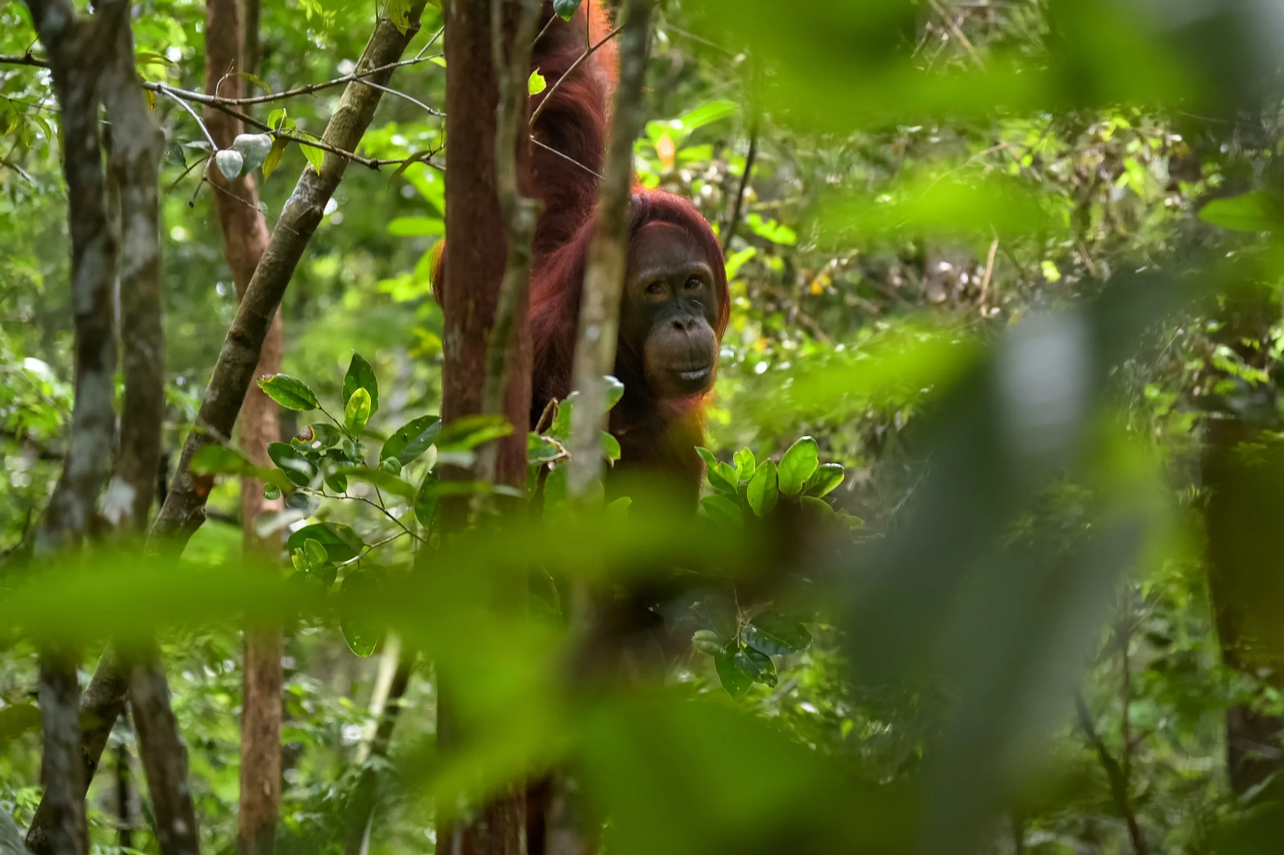 15-taman-nasional-terindah-di-indonesia