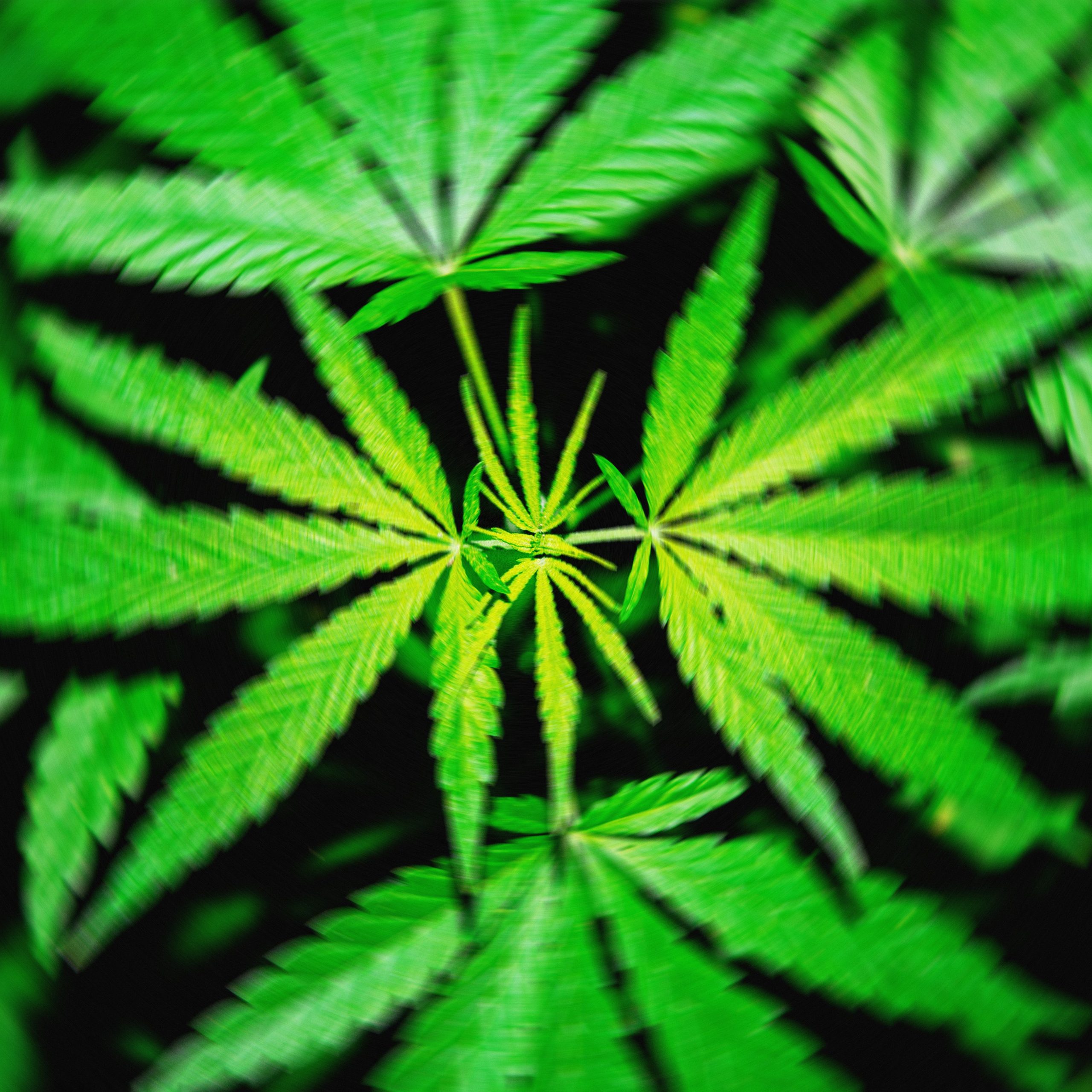 usulan-larangan-thc-federal-akan-‘menghapuskan’-produk-rami-yang-membuat-orang-mabuk