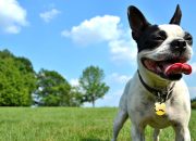 Dampak Iklim dari Memiliki Anjing