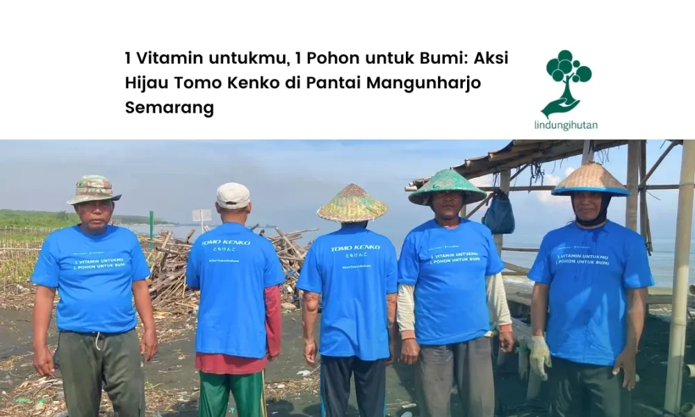 tomo-kenko-tanam-mangrove-di-pantai-mangunharjo-semarang 