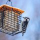 tips-memberi-makan-burung-musim-dingin-di-puncak-musim-pengamatan-burung-(2026)